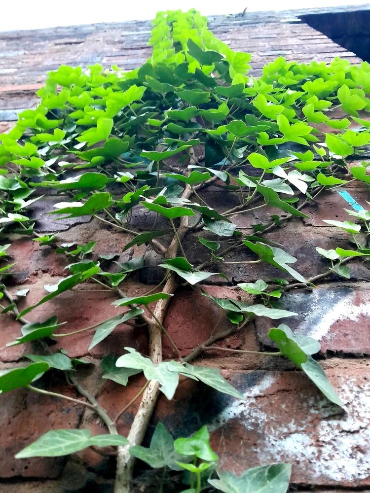 Image uploaded by TᕔꕷᙁĬᙏ ᕓꗛRꗞᙁĬᙅᕔ