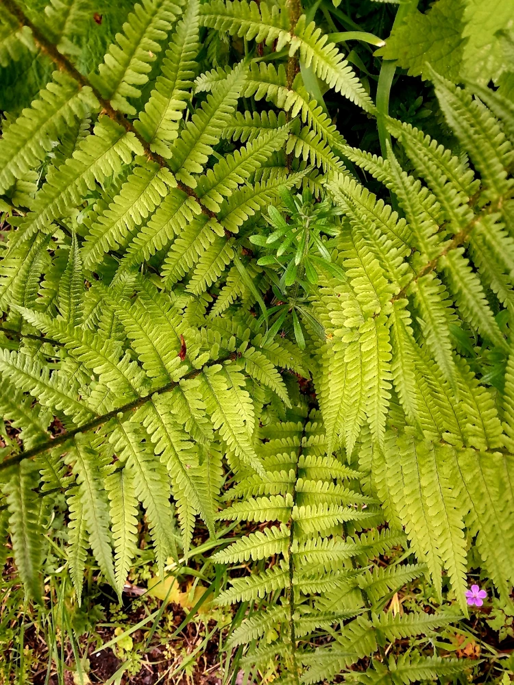 Image uploaded by TᕔꕷᙁĬᙏ ᕓꗛRꗞᙁĬᙅᕔ