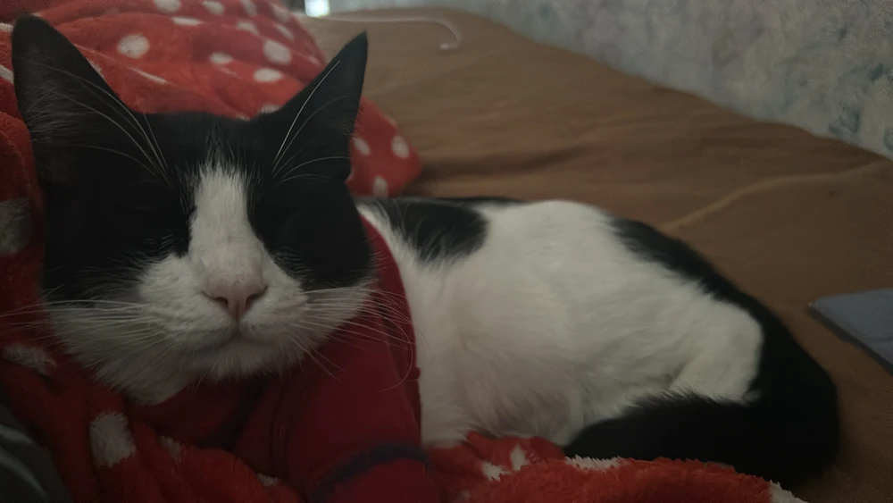 Nunca entenderé por qué mi gato está tan obsesionado con mi bote de basura en lugar de los 10 juguetes que compré.