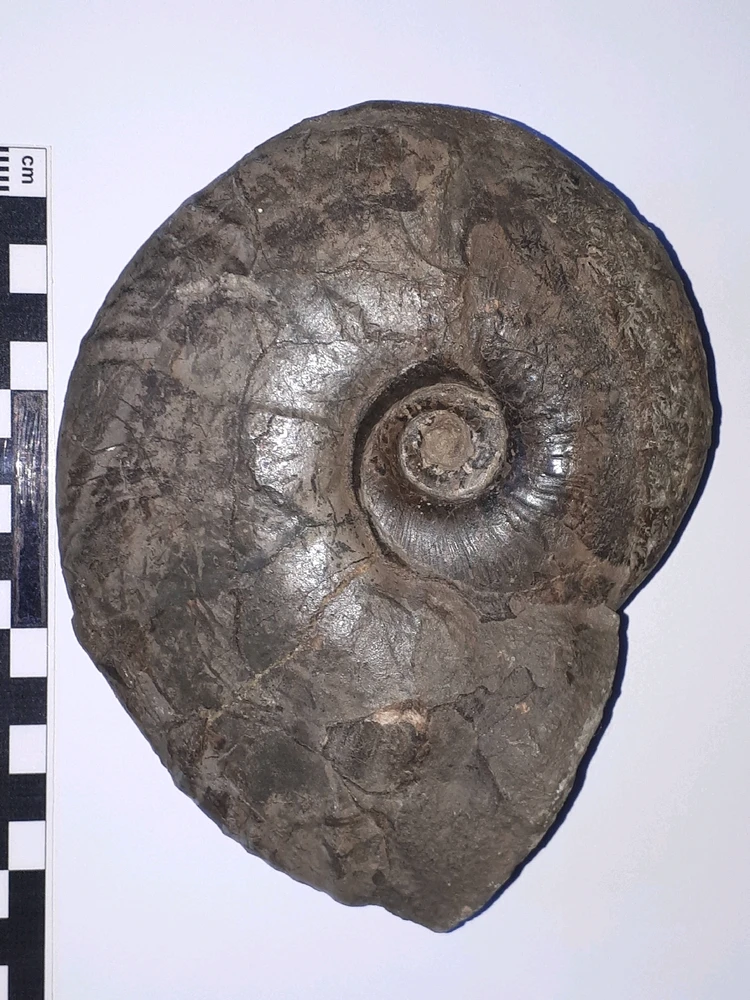 Bild hochgeladen von Herbert = ᚺᛖᚱᛒᛖᚱᛏ