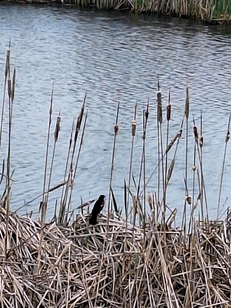 The male is all black with a red shoulder and yellow wing bar, while the female is a nondescript dark brown.