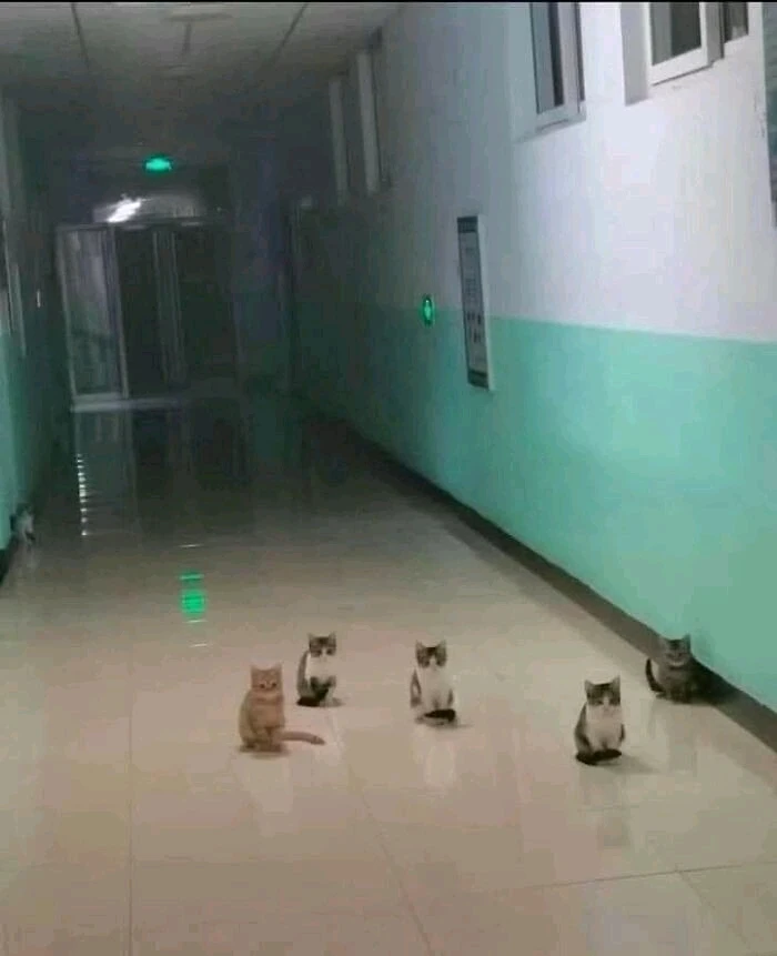 Travis അപ്‌ലോഡ് ചെയ്ത ചിത്രം