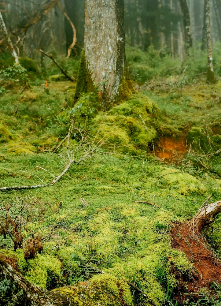 Image uploaded by Peony