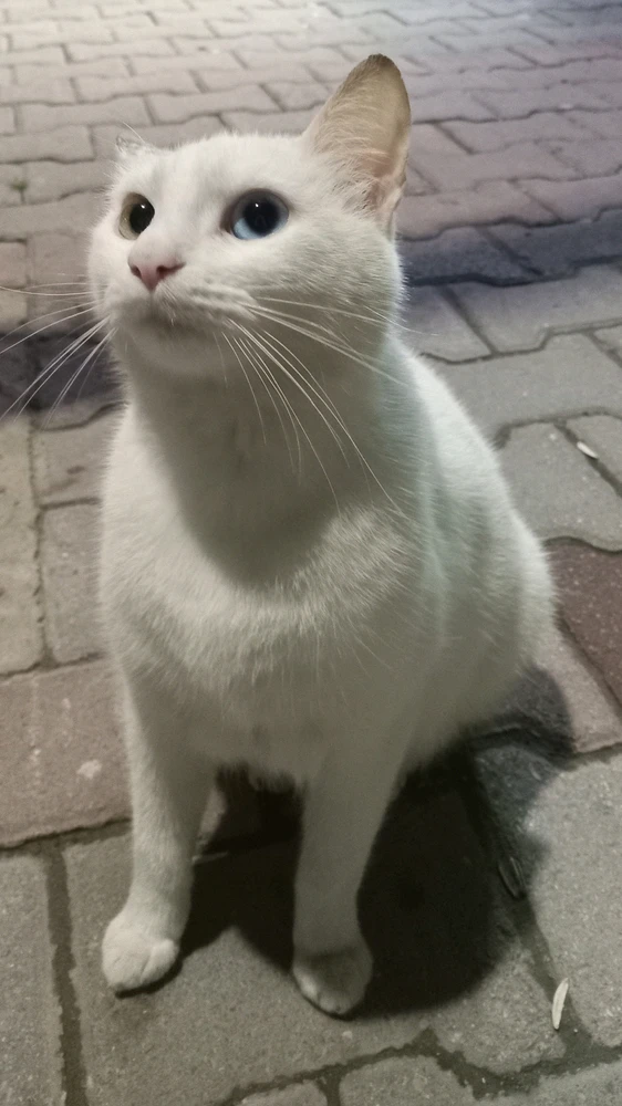 Image ajoutée par Ali