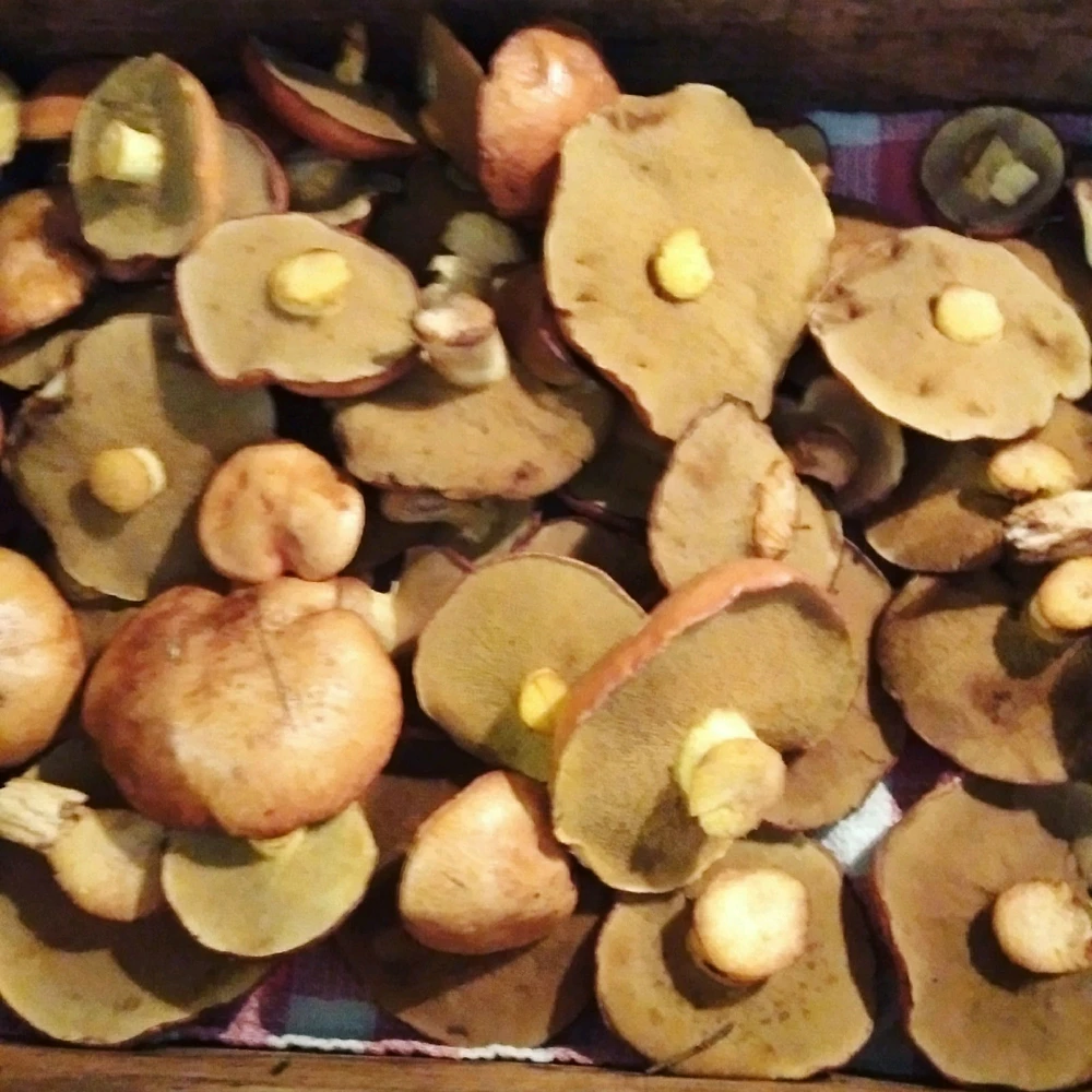 Gambar diunggah oleh Shan