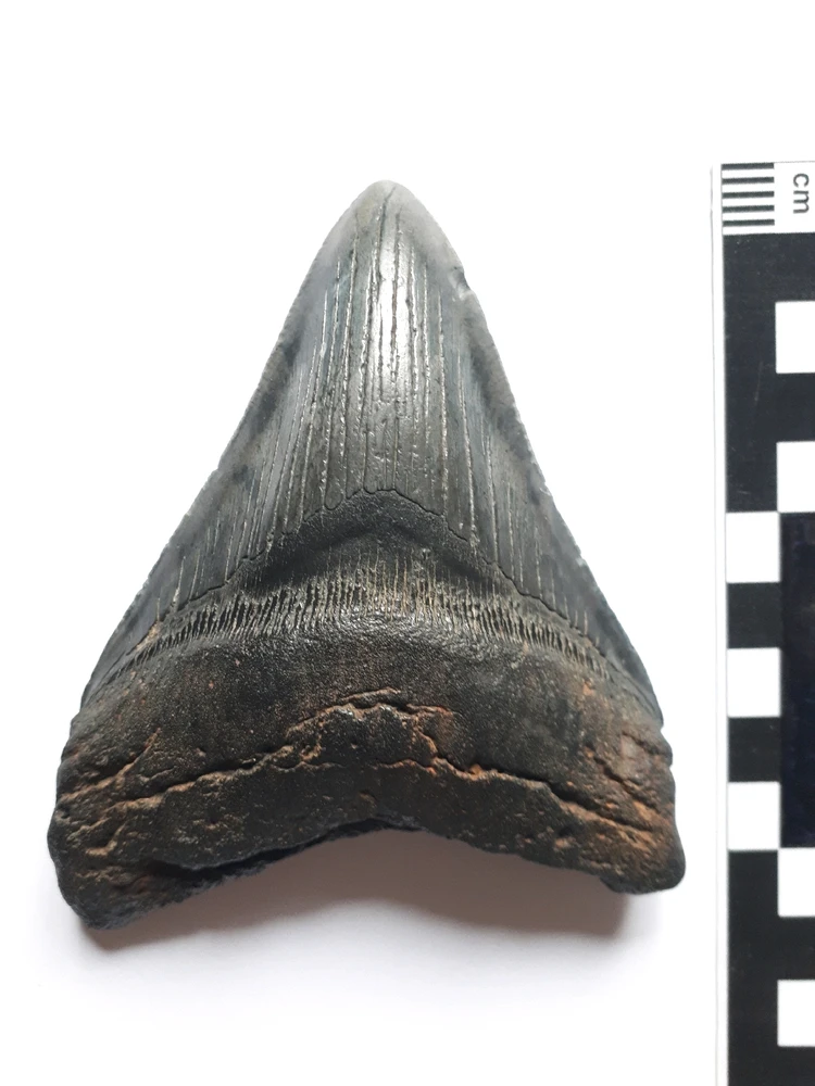 Bild hochgeladen von Herbert = ᚺᛖᚱᛒᛖᚱᛏ