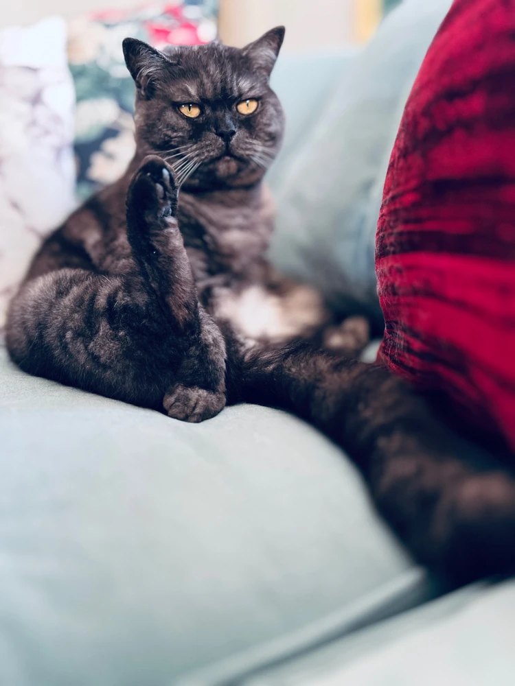 Obrázek nahrál mira