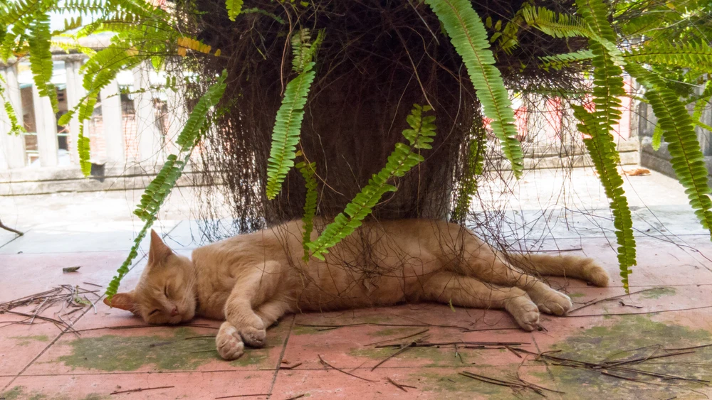 Orange cat laying down in a red toled corridor having a nap under a plant’s shadow 