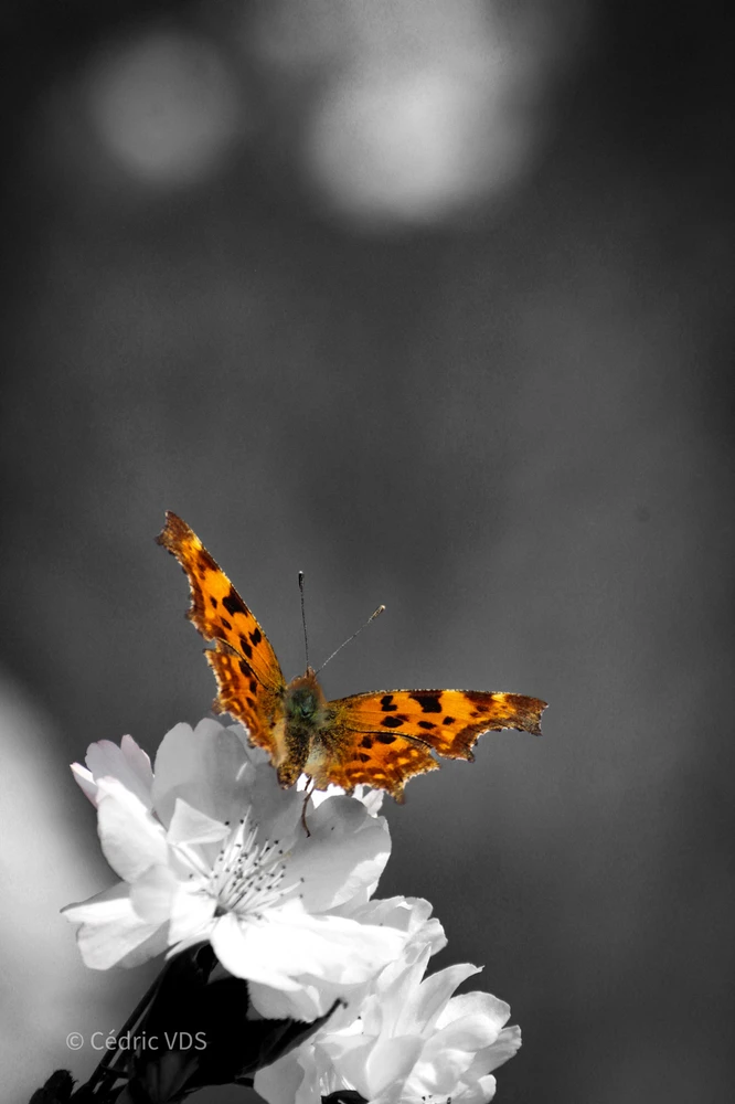 Afbeelding geüpload door Cedric