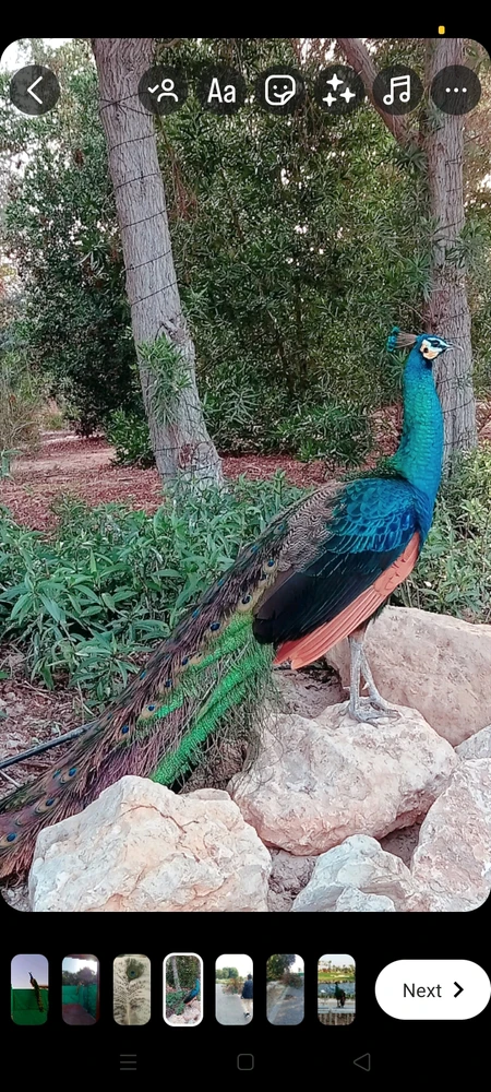 Peacock 🦚