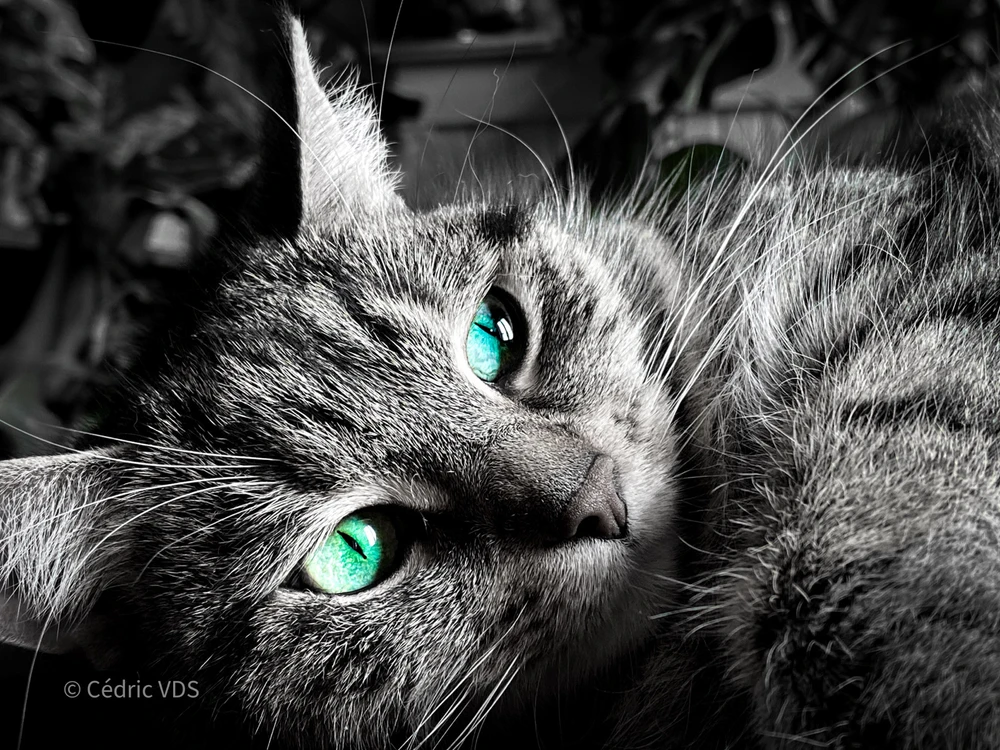 Afbeelding geüpload door Cedric