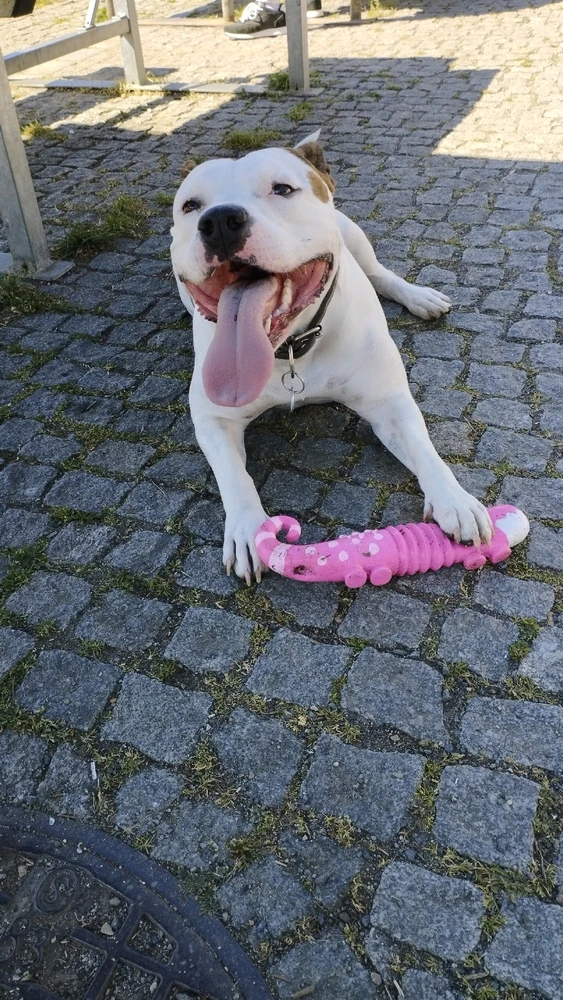 Obrázek nahrál Stanislav