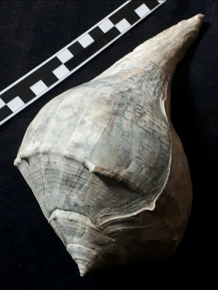 Bild hochgeladen von Herbert = ᚺᛖᚱᛒᛖᚱᛏ