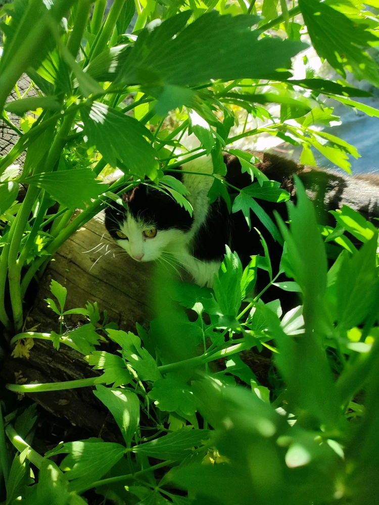 Image uploaded by 𝓔