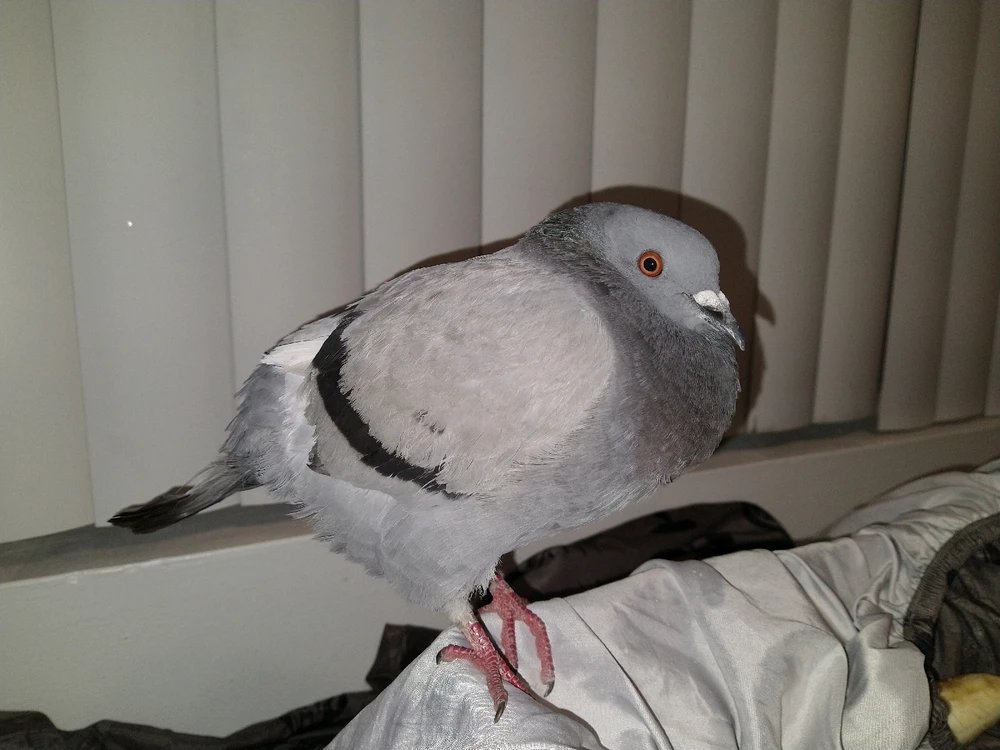 Image uploaded by Koe