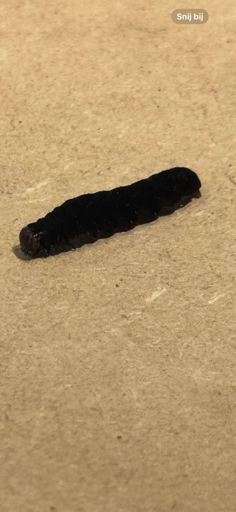 Afbeelding geüpload door Cedric