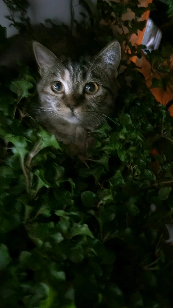 Ảnh do Rosee tải lên