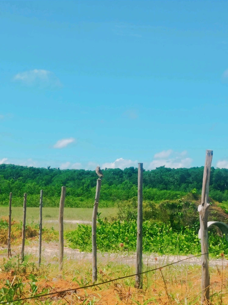 Imagem enviada por Vanessa