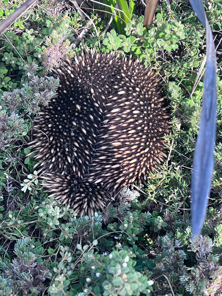 Image uploaded by Shan