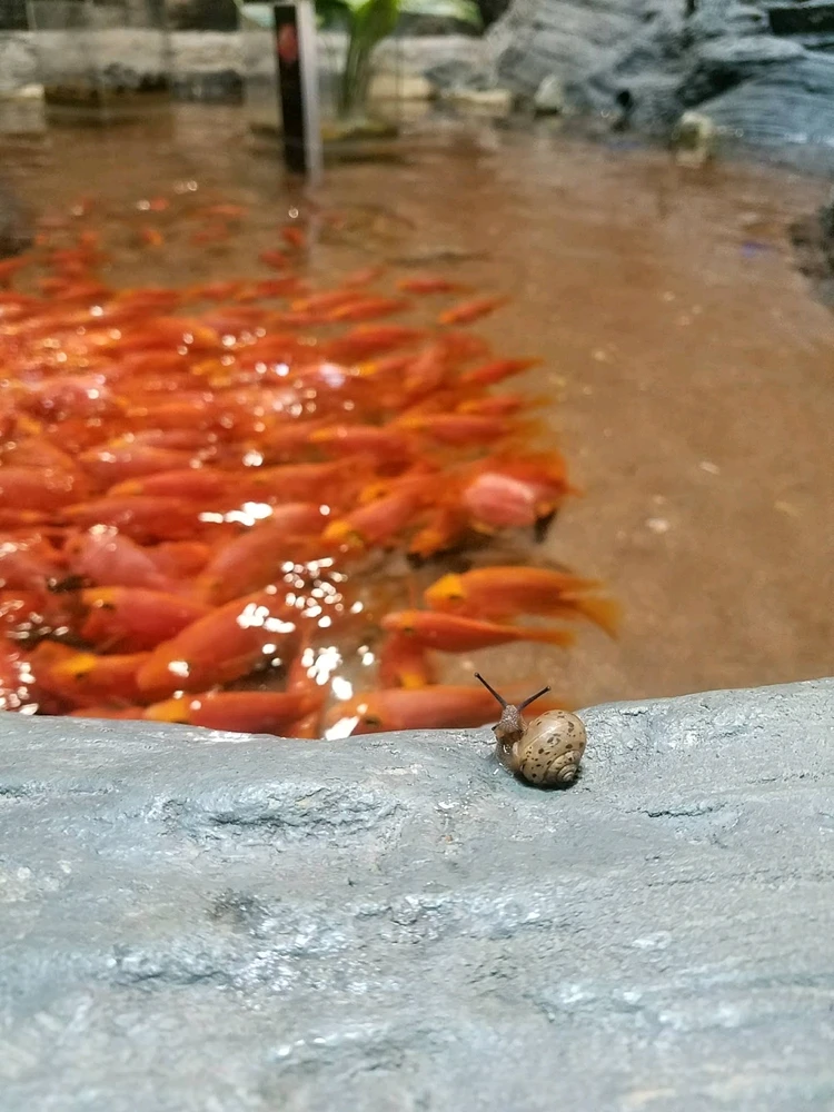 Brave snail.