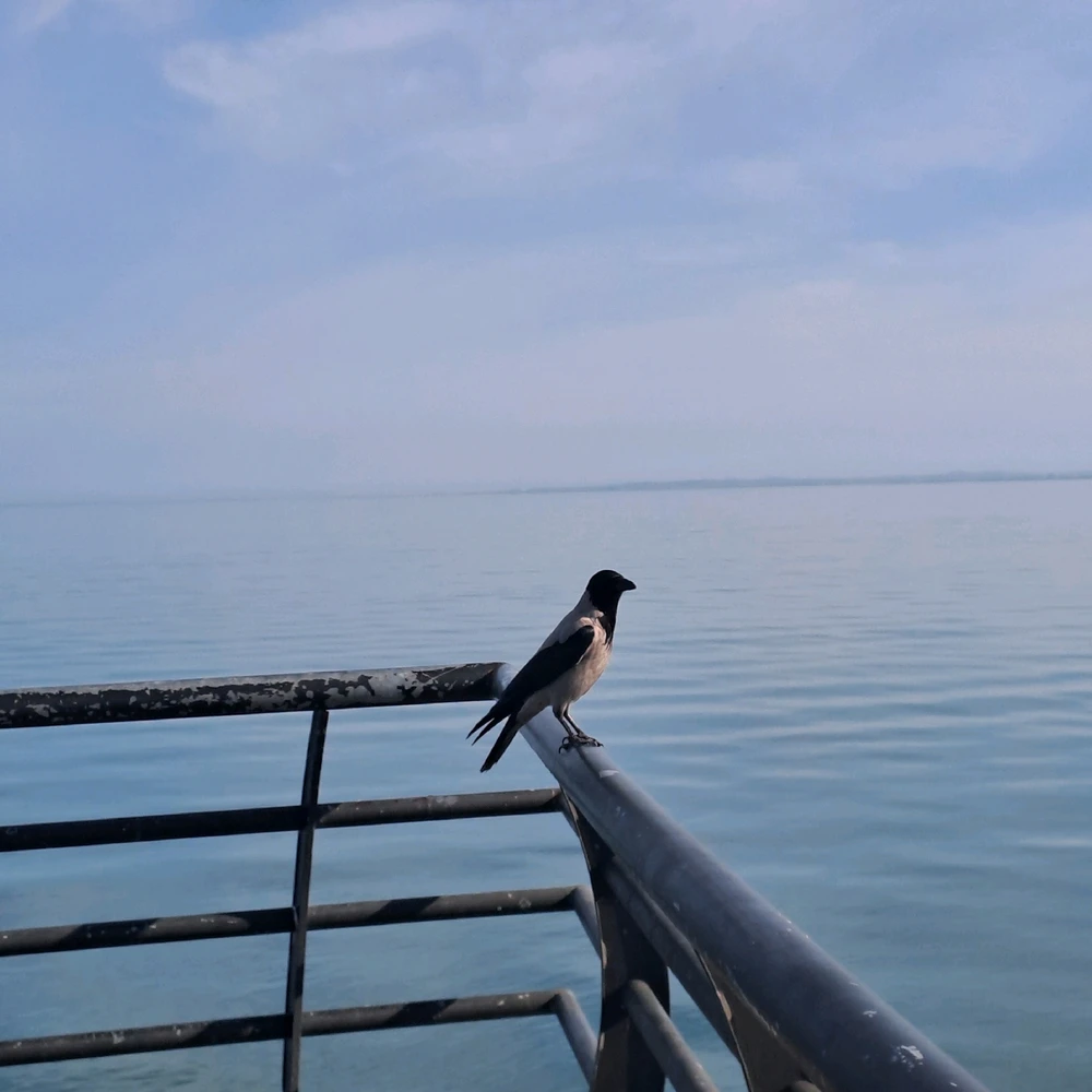 Jarvis님이 올린 사진