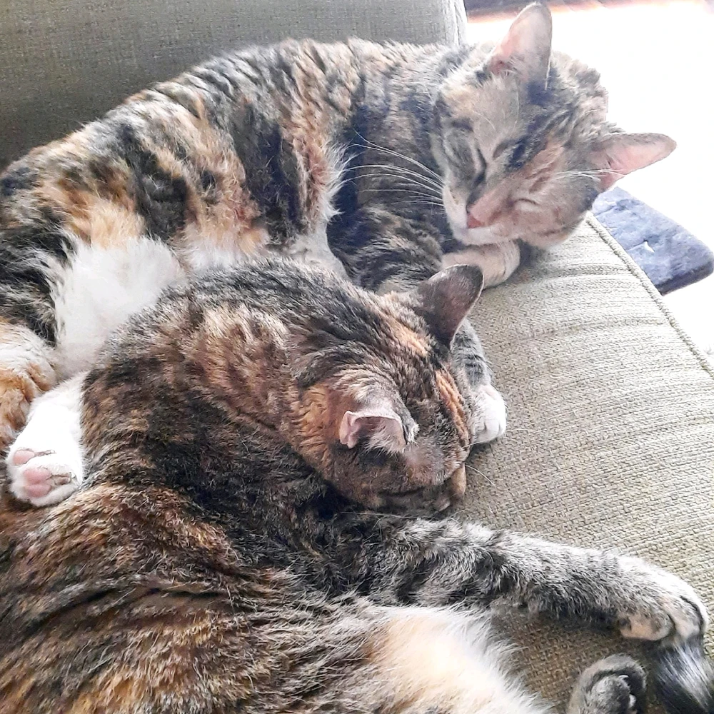 Image uploaded by Amaya