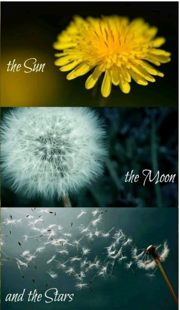 Image uploaded by Shi