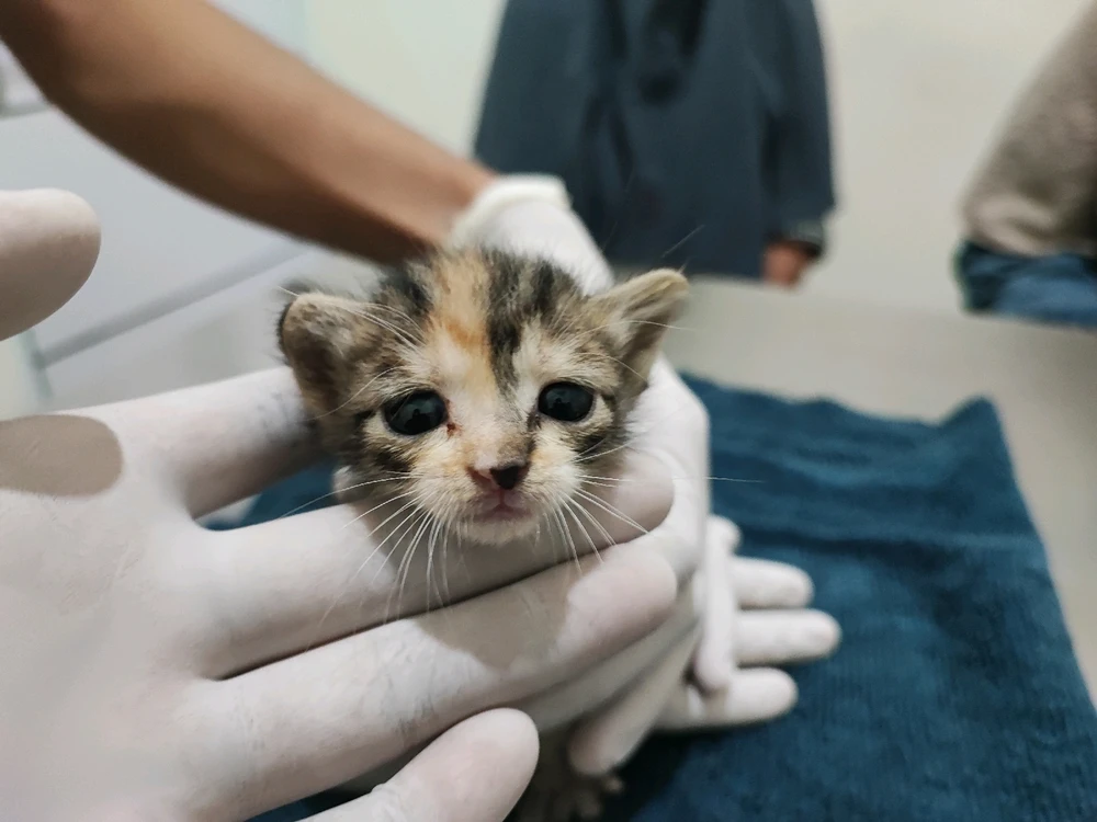 Gambar diunggah oleh Isal