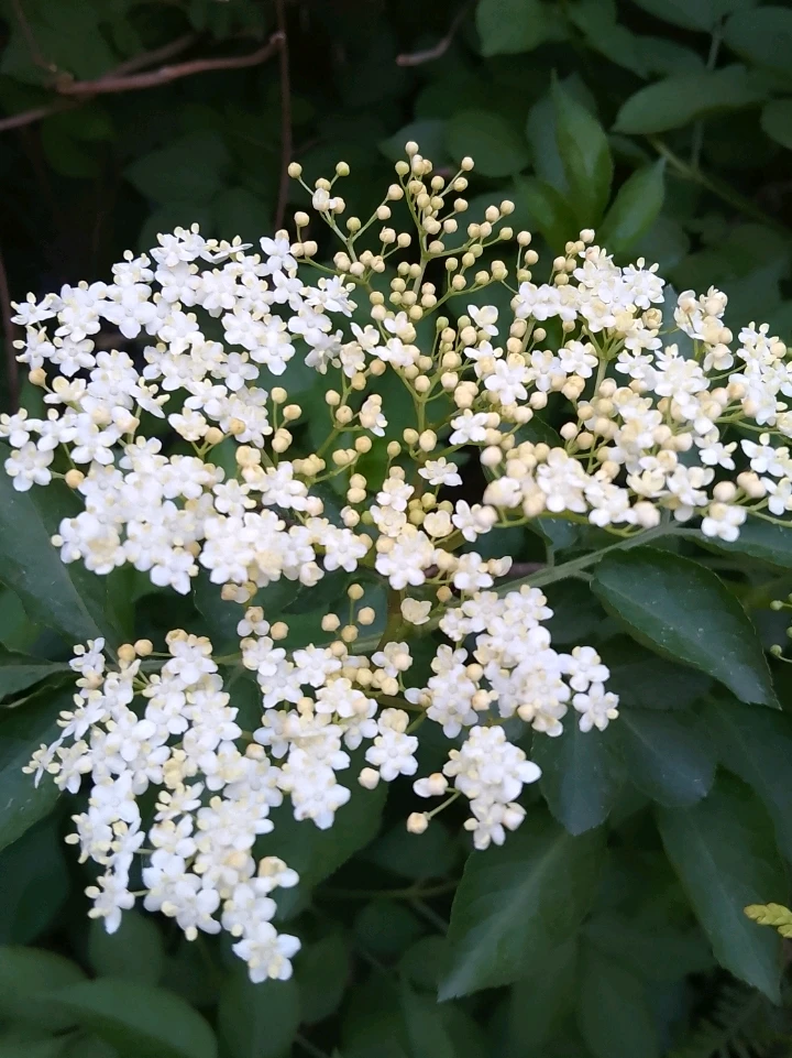 Bild hochgeladen von Herbert = ᚺᛖᚱᛒᛖᚱᛏ