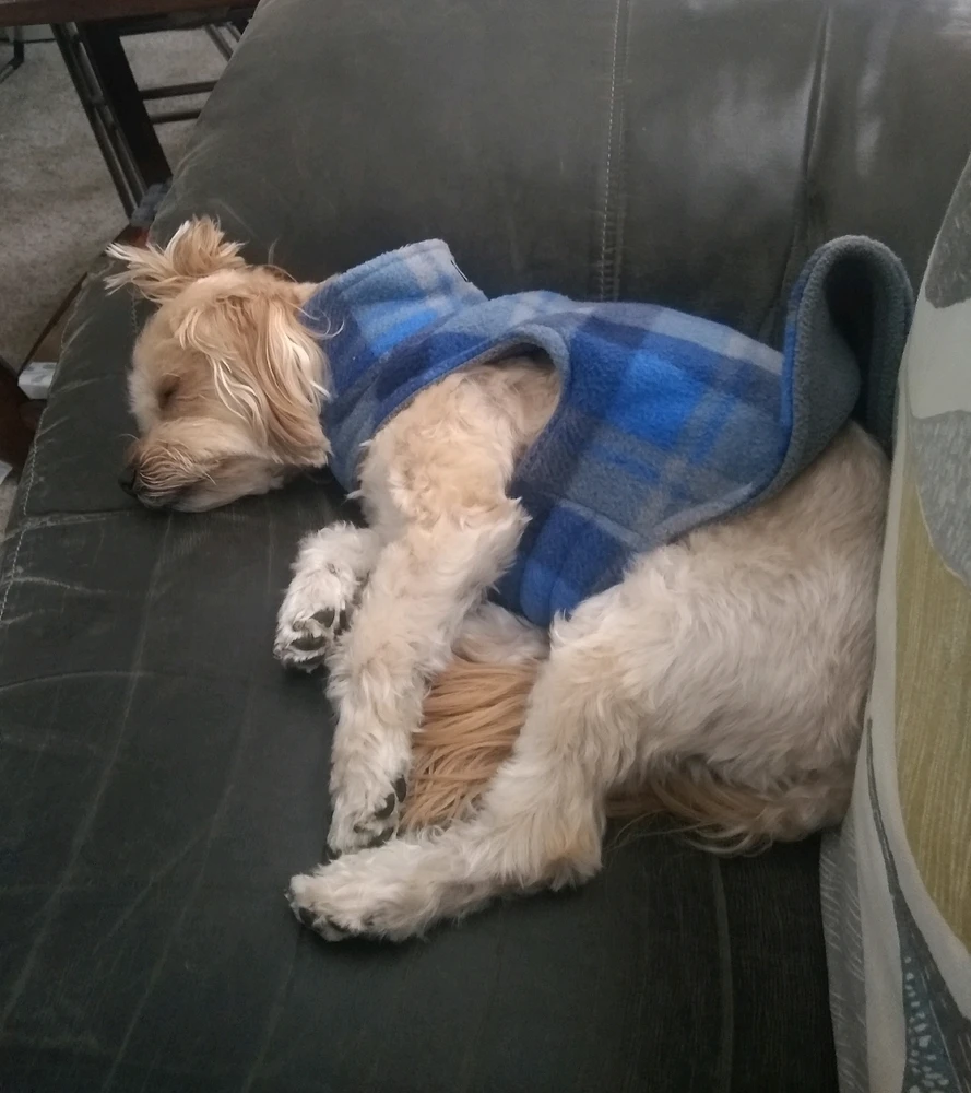 A small dog in a blue plaid jacket is curled up, asleep on a couch. 