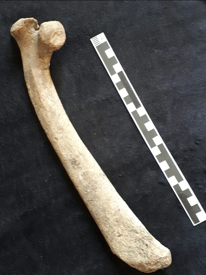 Bild hochgeladen von Herbert = ᚺᛖᚱᛒᛖᚱᛏ