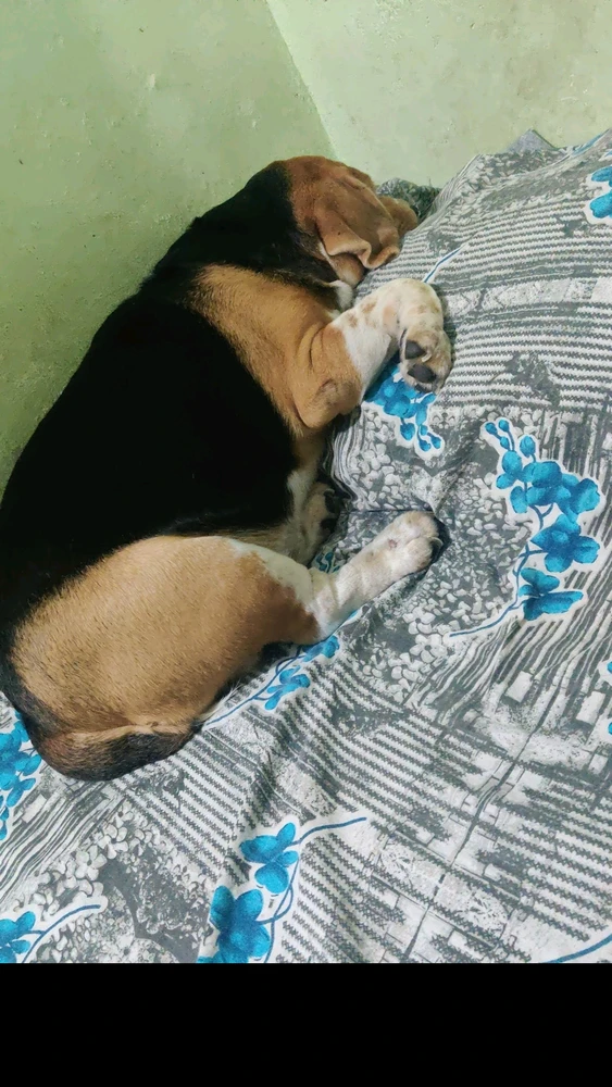 My pet poppy (beagle) is sleeping. He's always tired. Lol