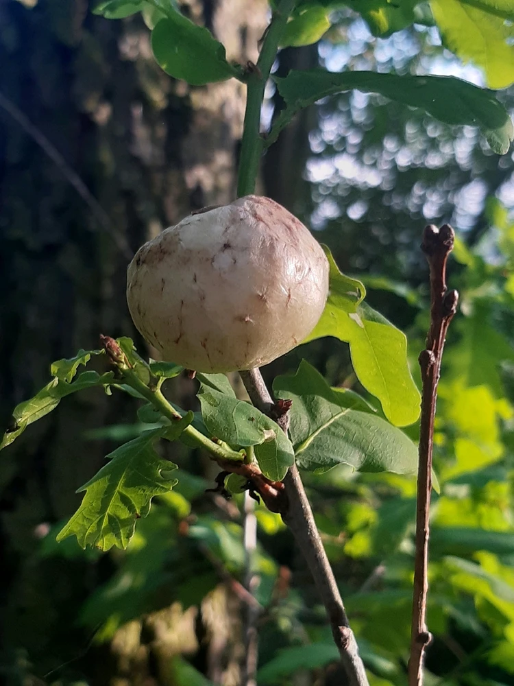 Obrázek nahrál ©️Iva 🦉