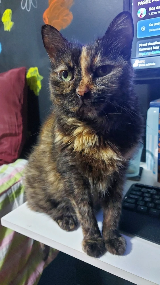 Imagem enviada por Thais Mattos Sullivan