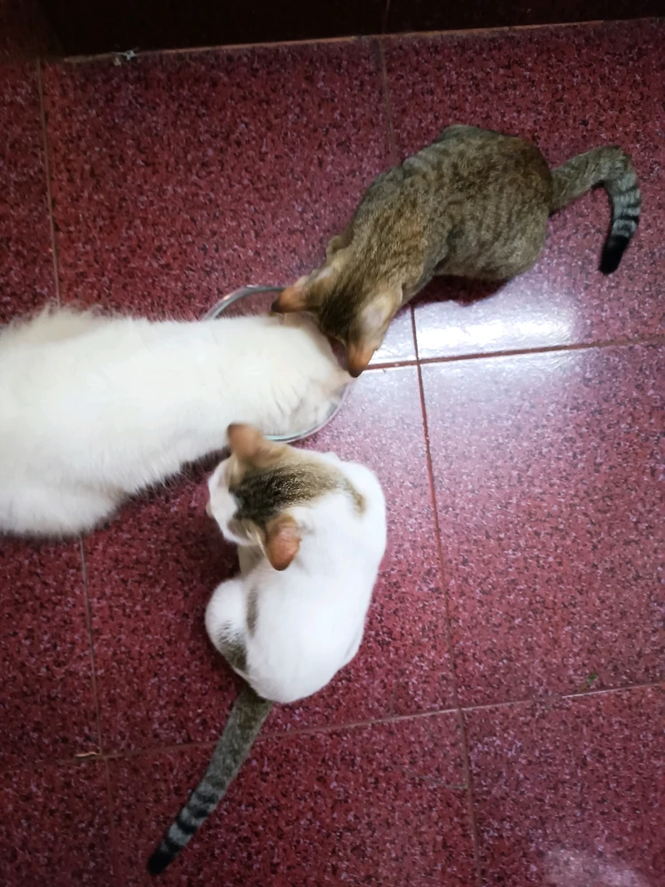 Sharing is caring 🤪, my darling angels are right on time to munch on their breakfast, and look how patient they are 😂