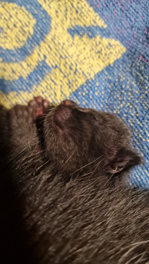 Bild uppladdad av Nova