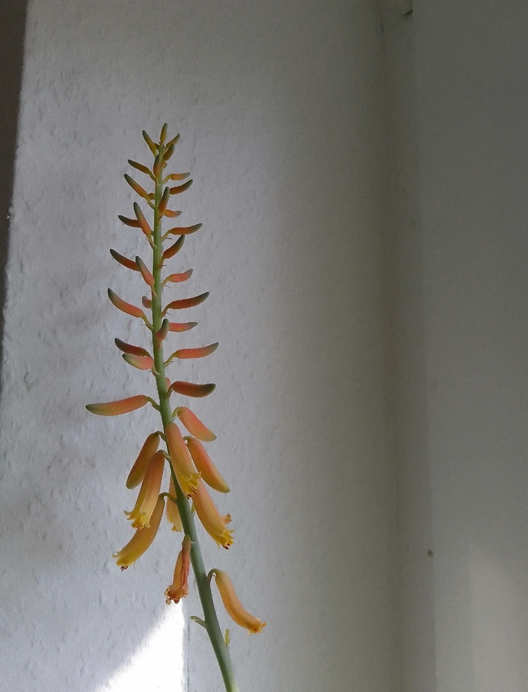 Bild hochgeladen von Herbert = ᚺᛖᚱᛒᛖᚱᛏ