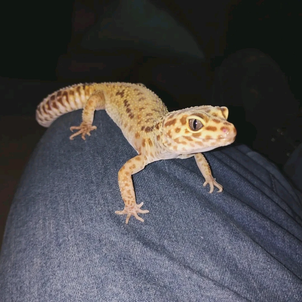 Imagem enviada por Rodolpho