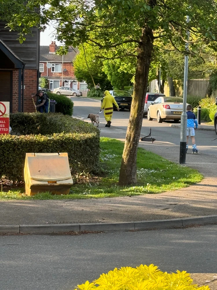 So I saw a real wild pikachu walking a dog today!!!