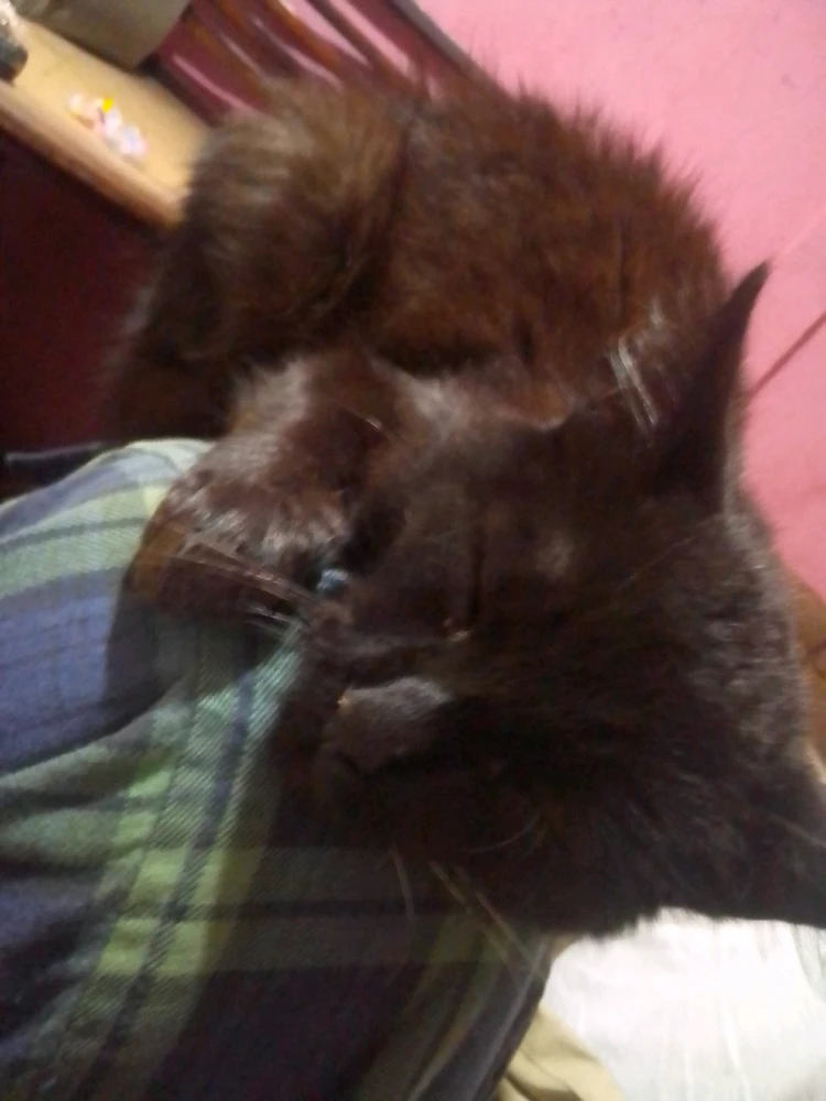 Imagen subida por Svent