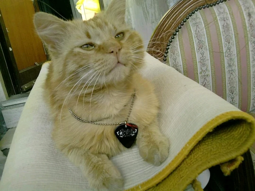 Immagine caricata da Daniele