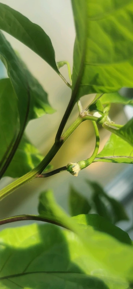 Зображення завантажив Ruslan