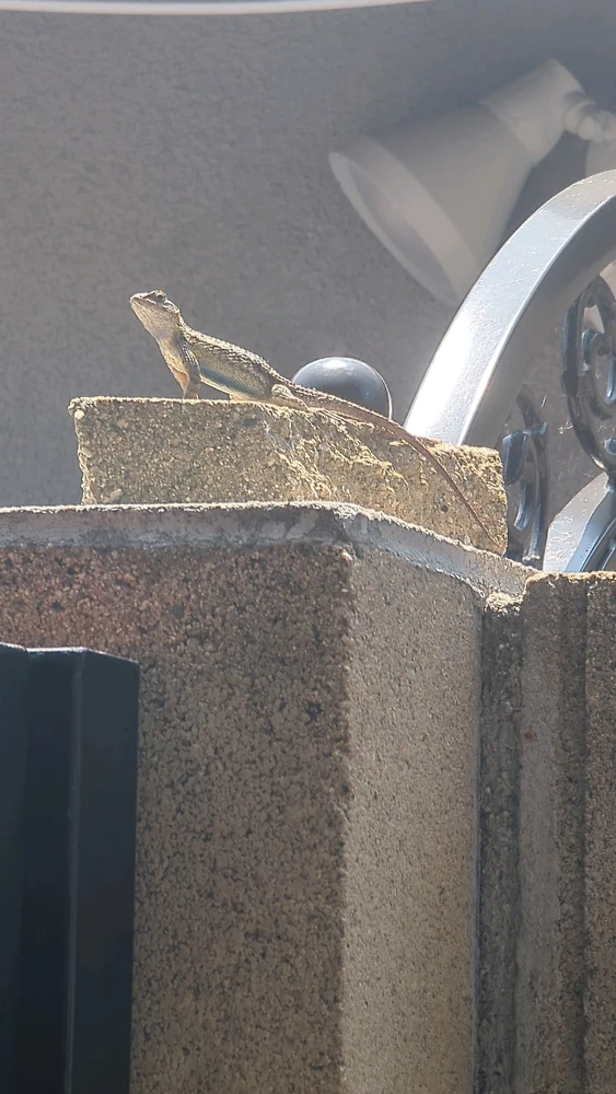 A small backyard lizard with a blue belly standing tall on a brick wall basking in the sun.
