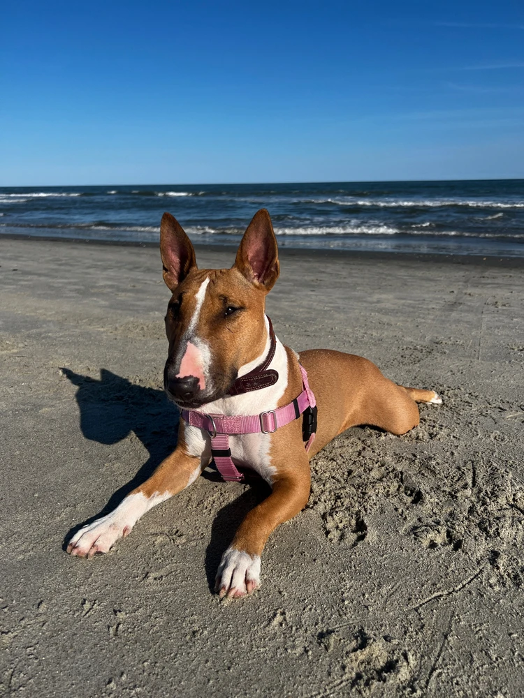 Zuri Serotonin the English Bull Terrier laying on the beach.