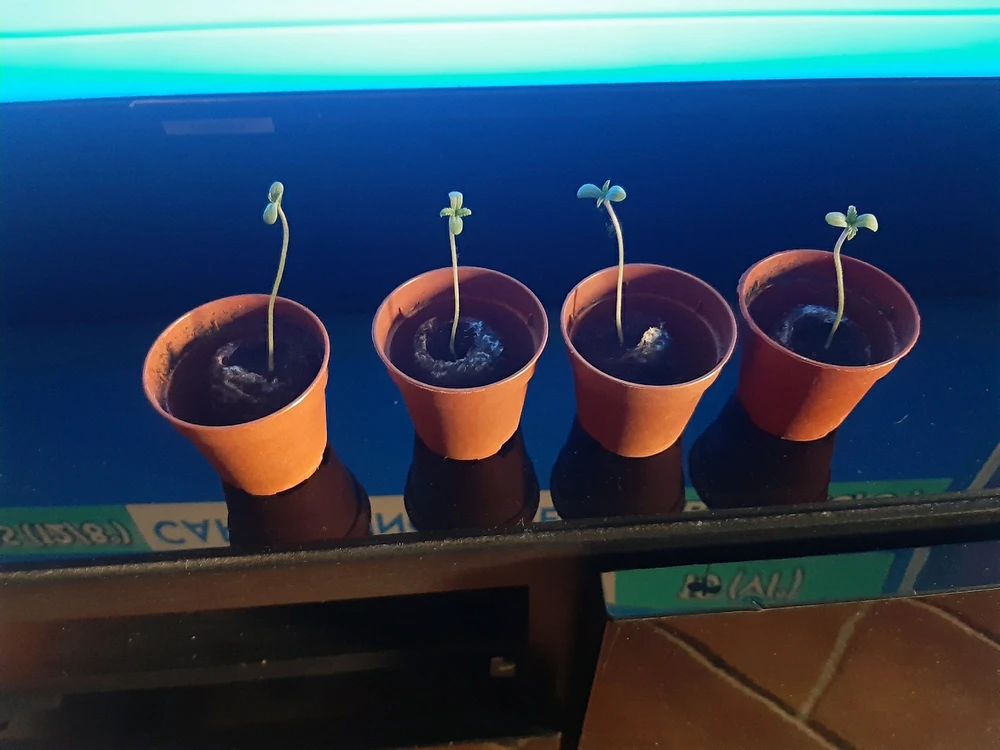 Immagine caricata da Michael