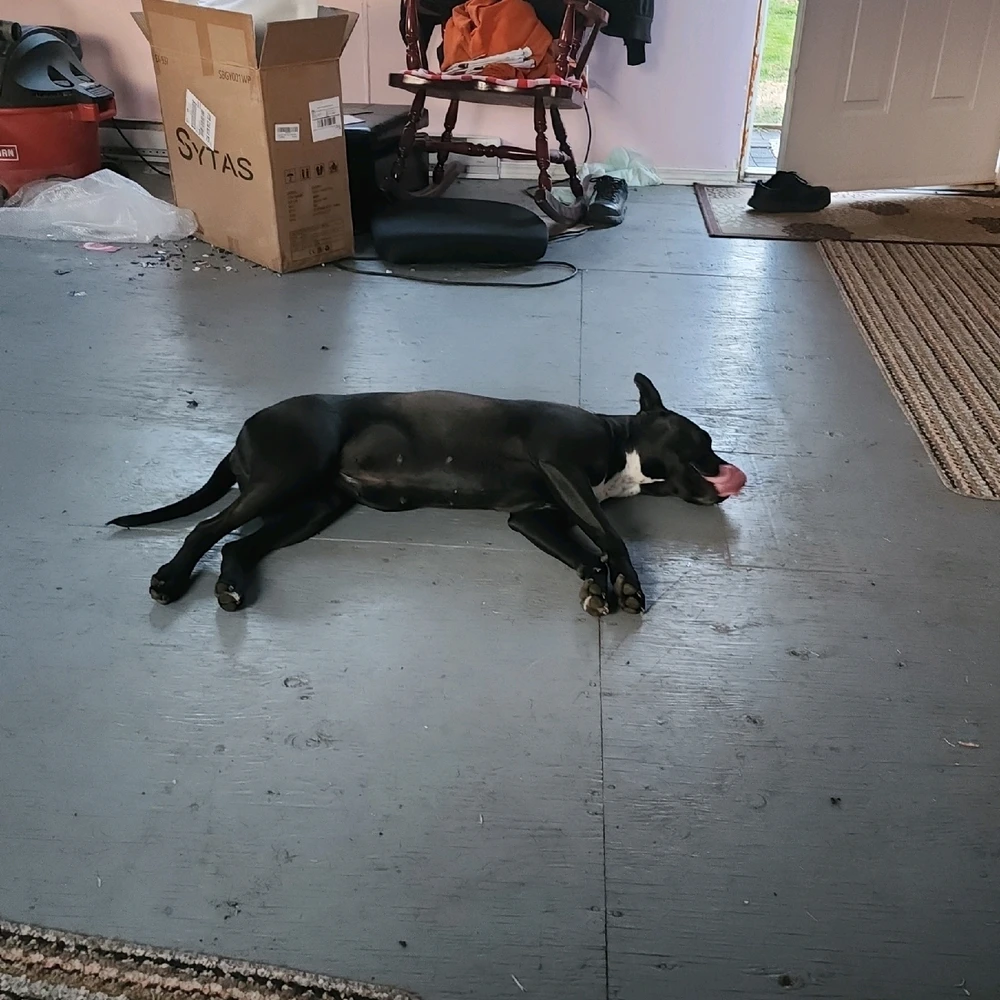 Image uploaded by 12pawsinn