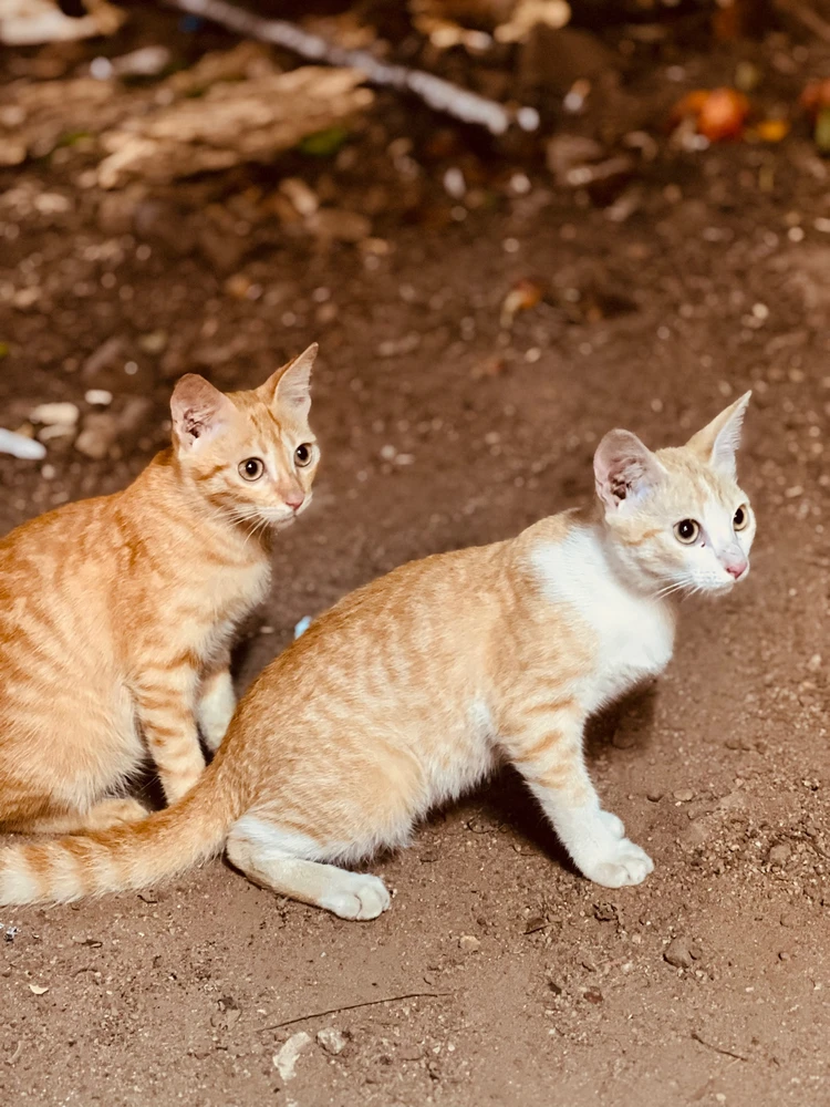 Jubin അപ്‌ലോഡ് ചെയ്ത ചിത്രം