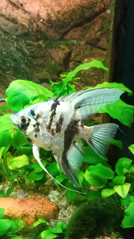 Afbeelding geüpload door 🦋Spiritual Dutch Girl🦋