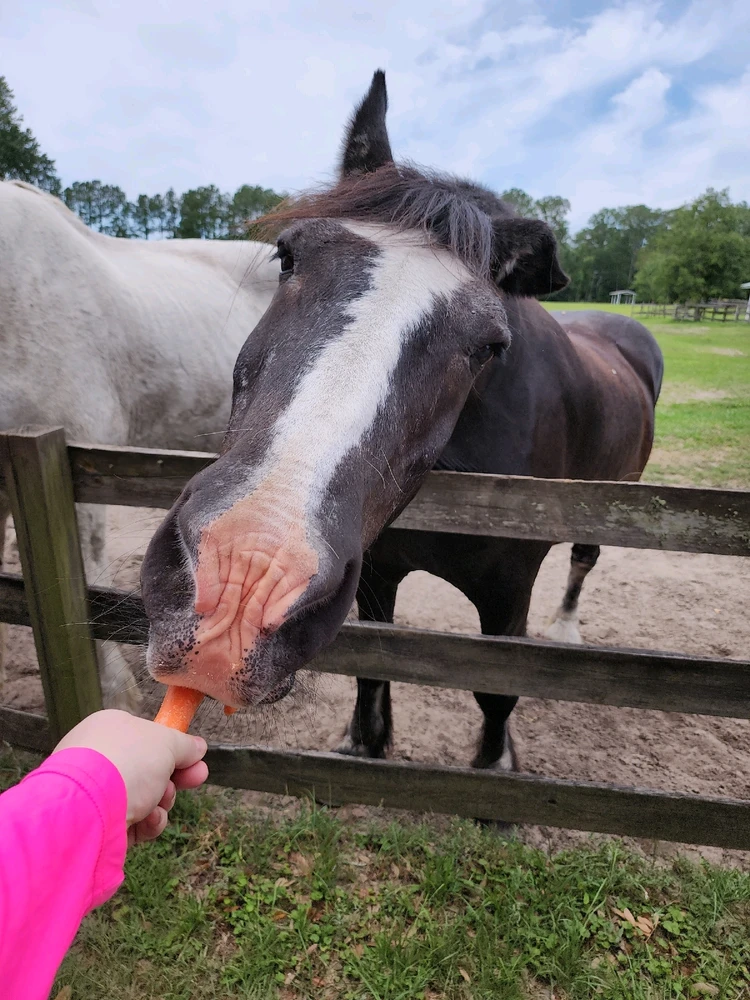 A human hand holding a carrot reaching towards an elderly brown horse that is reaching with its lips for the carrot.