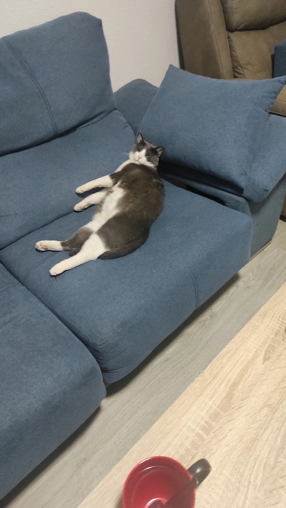 Imagen subida por Veida